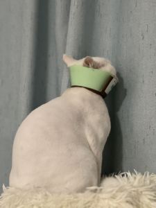 147****8338的钢琴谱