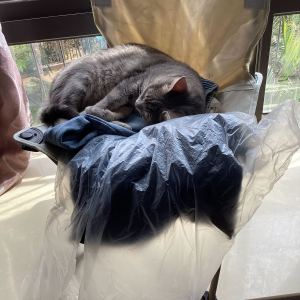 钢琴上的猫咪2的个人空间