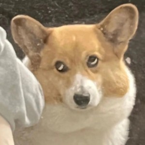 五月的花海的钢琴谱