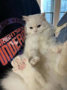 叶舒雯的钢琴谱