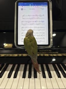 漠河舞厅的演奏视频