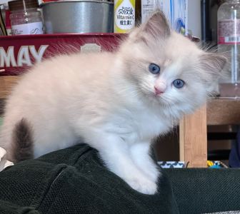 Dear Friend的演奏视频