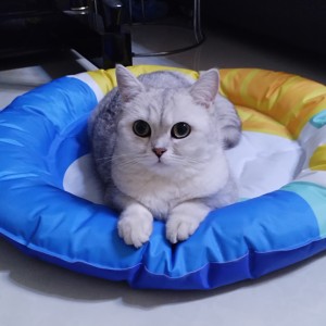 Tassel的演奏视频