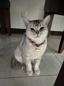 多多的钢琴谱