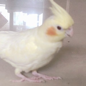 梦梦🕊️⌓‿⌓的钢琴谱