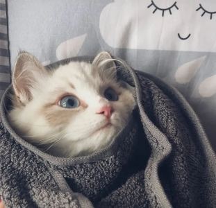 Lucky猫后的个人空间