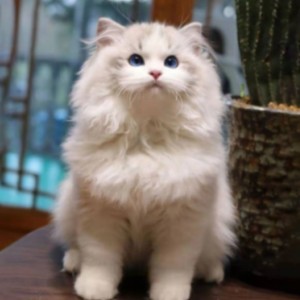 魔鬼芋秀儿的闰蜜：萌萌酱猫猫兔
