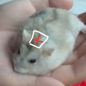 的演奏视频