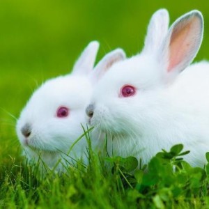 180****2623的钢琴谱