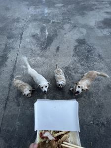 Kent的钢琴谱