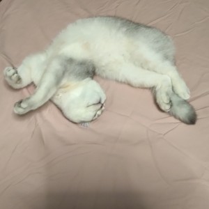 塞尔达传说王国之泪的演奏视频