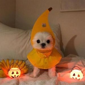 汪汪小七的钢琴谱