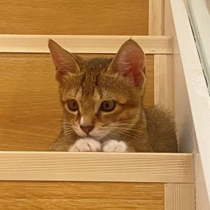 为了个什么的为的钢琴谱