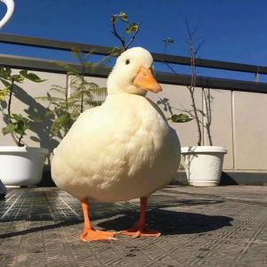 加载中…的钢琴谱
