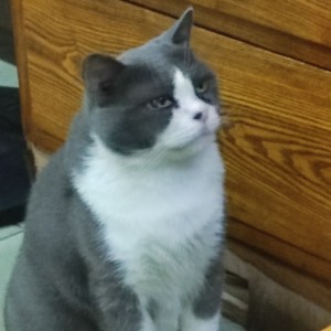 阿瓜同学的钢琴谱