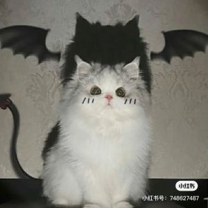 起风了的演奏视频