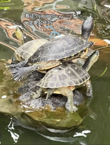 疯狂的乌龟(美国)的个人空间