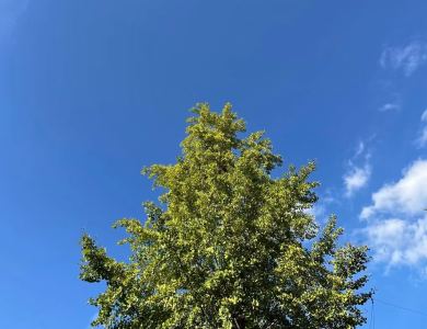 Shining bright的钢琴谱