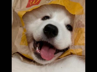许可证的钢琴谱