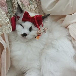 哈喵咪的个人空间