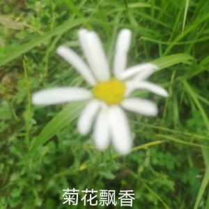 彭子钦的钢琴谱