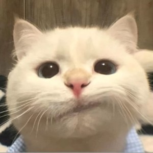 ♪的钢琴谱