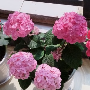 奶油找蛋糕🍰的钢琴谱
