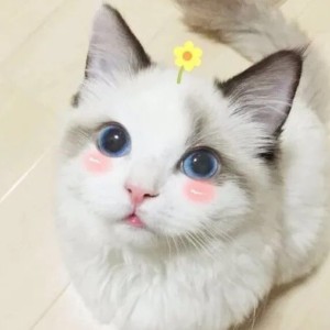 小玥亮的钢琴谱