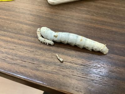 的演奏视频