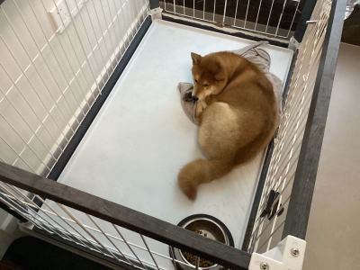 懿少丨龖的钢琴谱