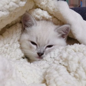 果妹的个人空间