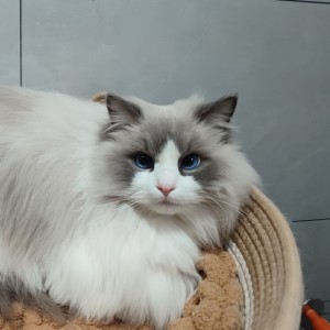 157****5685的钢琴谱