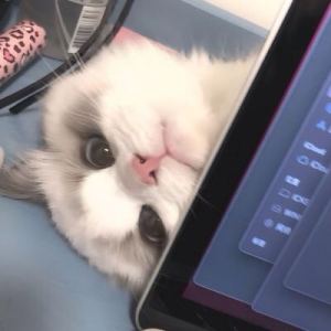 137****8296的钢琴谱