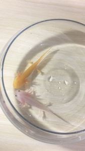 小桃子的钢琴谱
