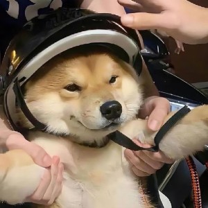 顖的个人空间