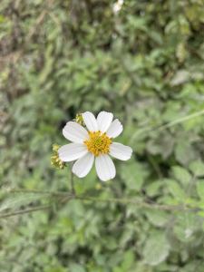 画画的日常的钢琴谱