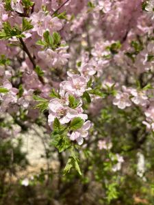 173****9813的钢琴谱