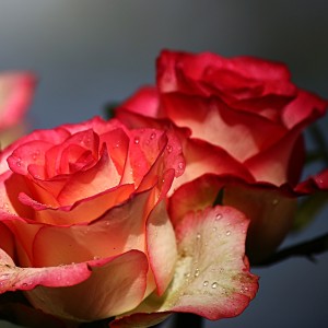 我喜欢你四年了,姓陈的人的个人空间