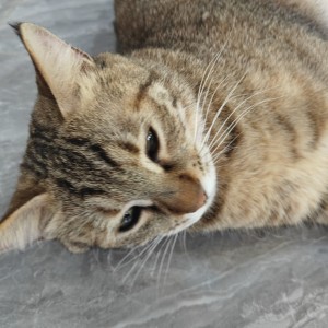 靈已殇的钢琴谱