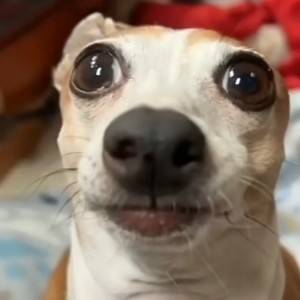 潜的钢琴谱