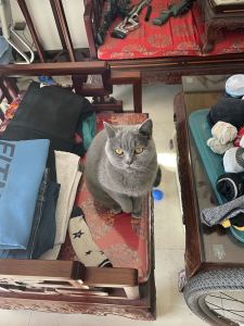 左手如游龍的個人空間