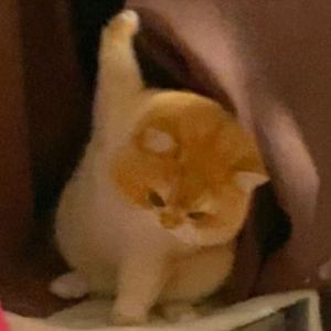 LYB的钢琴谱