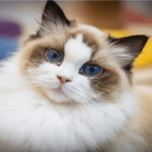 直上青云的个人空间