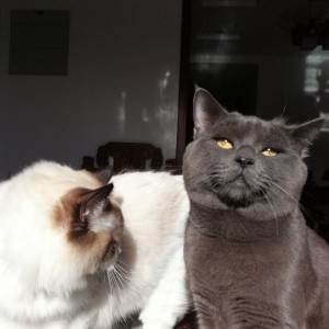 小猫咪肉球和毛蛋的钢琴谱