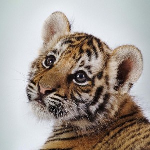 TigerTix的钢琴谱