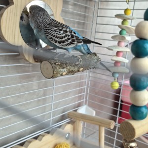 139****2315的钢琴谱