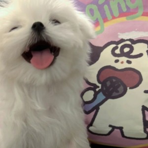 福灵剂的钢琴谱