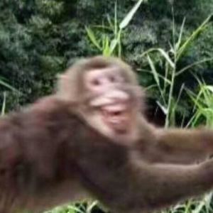 野生猴emo了的钢琴谱
