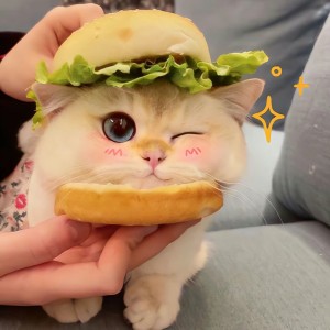 Lincy的钢琴谱
