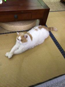 爱弹钢琴的猫猫?⬛的个人空间